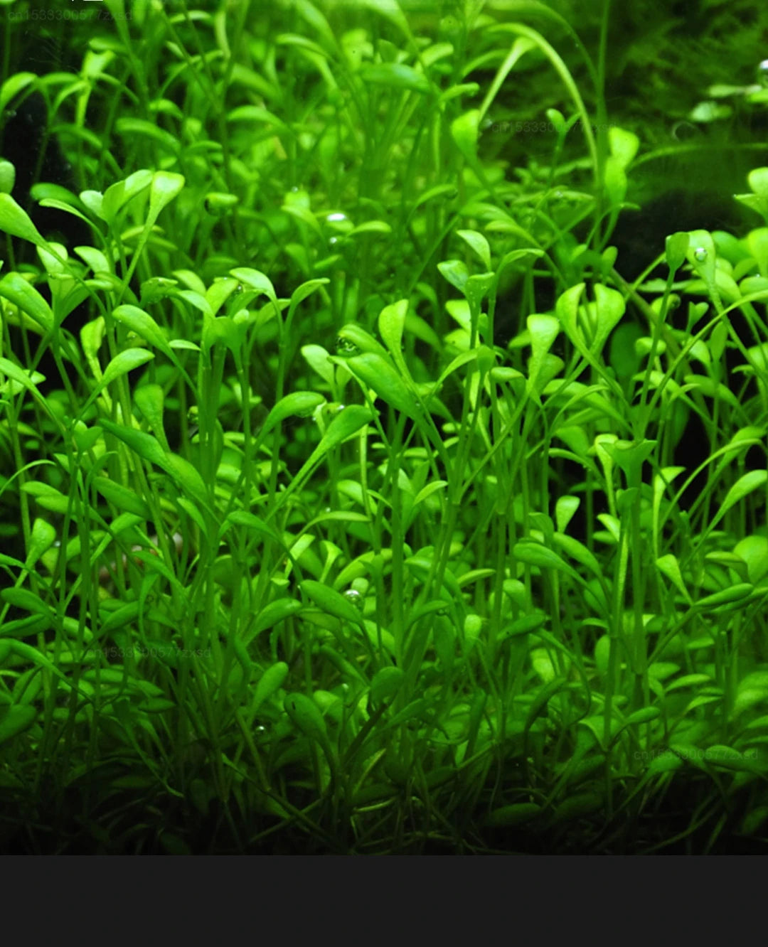 smart fish tank- app mobile controlled