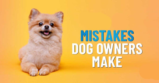 5 Mistakes New Dog Owners Make (And How to Avoid Them)
