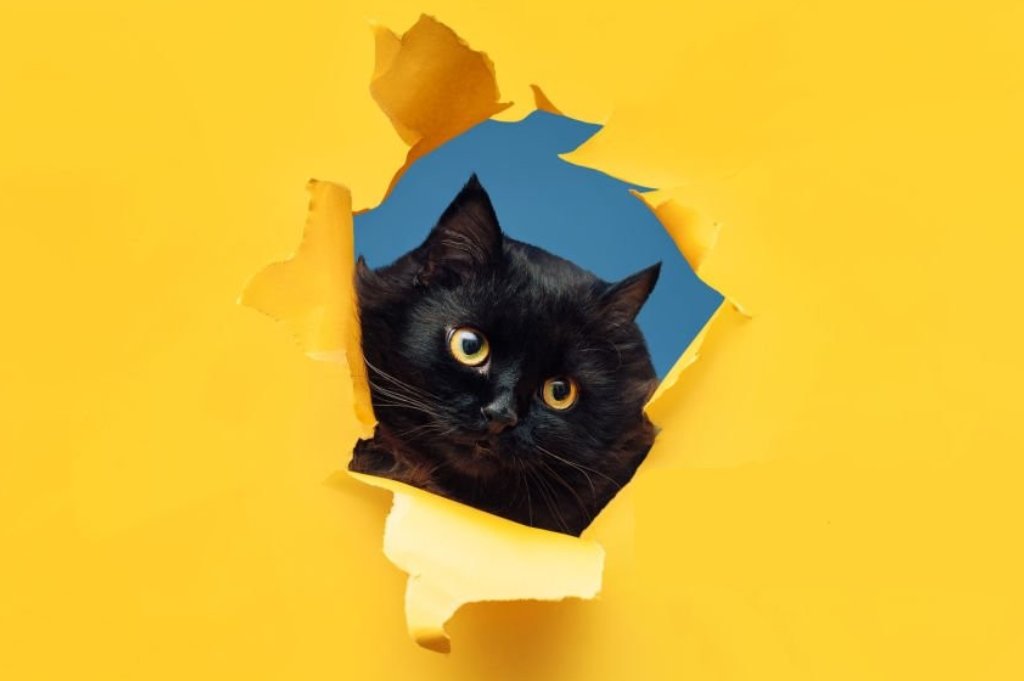 Cat Collection